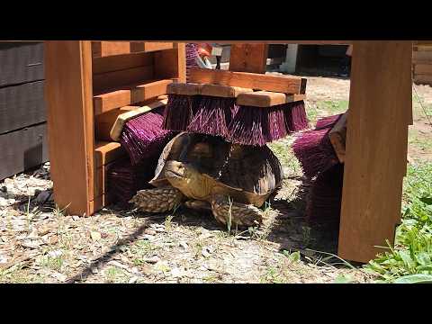 We Gave Our Tortoise a Car Wash!